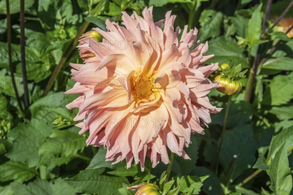Flowering Dahlias (Dahlia), variety Hapet Coral Charm in the Dahlia Farm in Löderup, Ystad