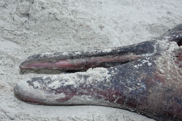 Sowerby's beaked whale (Mesoplodon bidens), North Sea beaked whale, flipper, found dead in the
