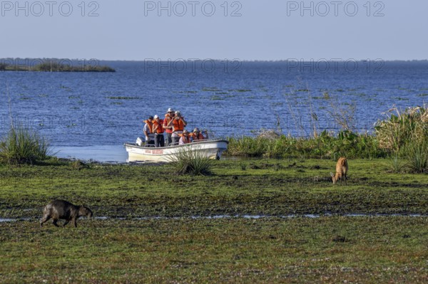 Excursion boat with tourists in front of a Pampas deer (Ozotoceros bezoarticus), and a Capybara