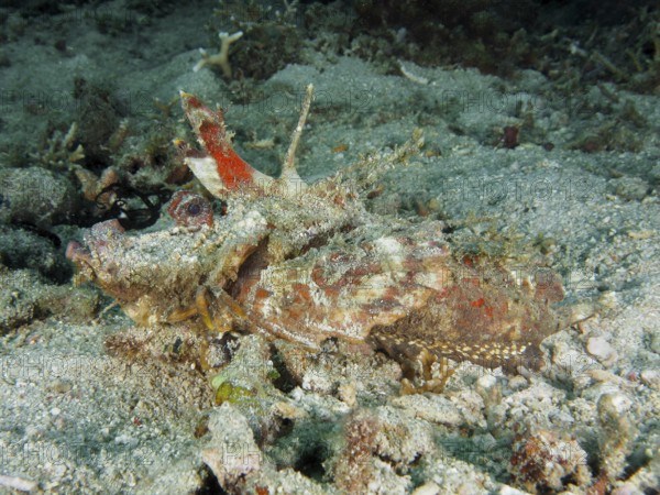 Camouflage coloured fish, Spiny Devilfish (Inimicus didactylus), lying quietly on the sandy seabed,