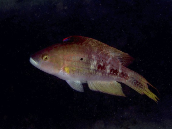 Reddish Twospot Wrasse (Oxycheilinus bimaculatus) swimming in a dark, calm environment, dive site