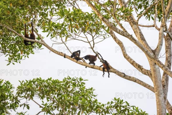 Geoffroy's spider monkey (Ateles geoffroyi), four monkeys in a tree, Sirena, Corcovado National