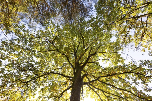 Oak tree in autumn colours in the Blockheide nature park Park near Gmünd, Waldviertel, Lower