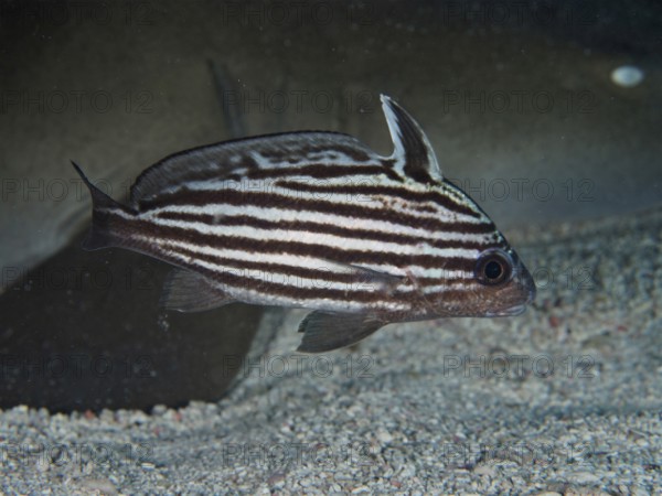 A fish, Striped Knightfish (Pareques acuminatus), swimming across a sandy seabed, dive site John