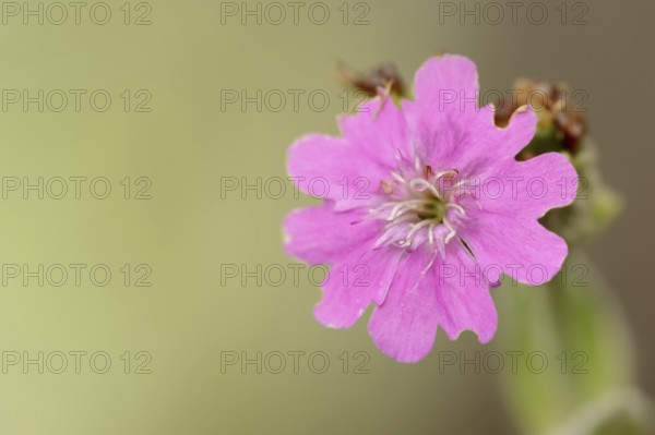 Jupiter carnation or Jupiter carnation (Lychnis flos-jovis, Silene flos-jovis), flower, Bavaria,