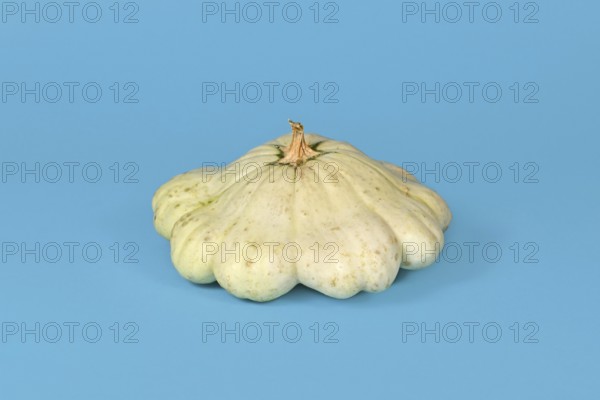 Light yellow Pattypan squash with round and shallow shape and scalloped edges on light blue