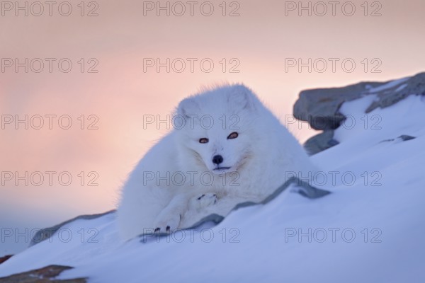 Polar fox in habitat, winter landscape, Svalbard, Norway. Beautiful white animal in the snow.