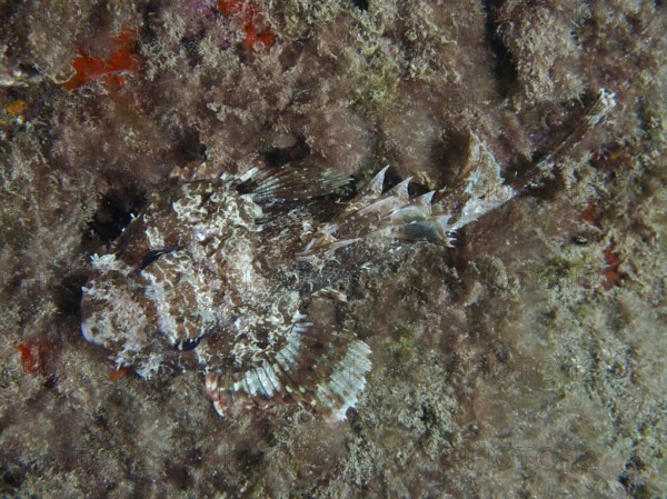 A camouflaged Black scorpionfish (Scorpaena porcus) resting on the bottom between algae at night,