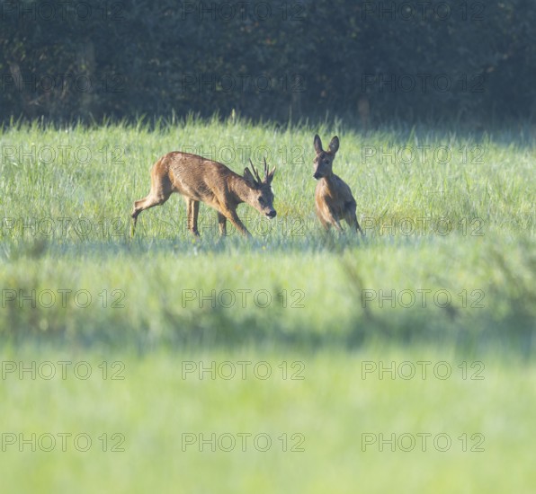 Roe deer (Capreolus capreolus), roebuck driving a doe in the rutting season, leaf time, wildlife,