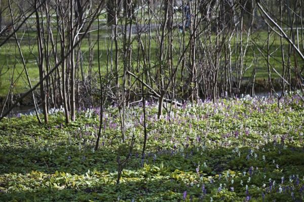Hollow larkspur (Corydalis cava), English Garden, Munich, Bavaria, Germany