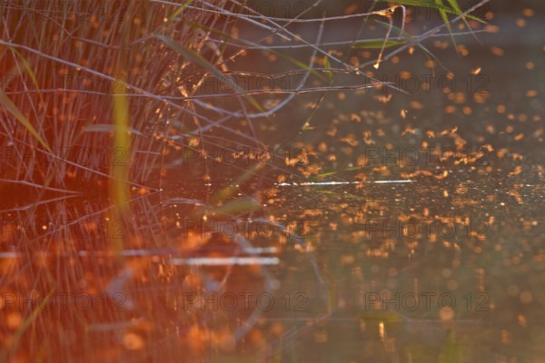 Mayfly (Ephemeroptera), mating dance above the water in the evening light, Naturpark