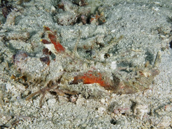 A well camouflaged creature, Spiny Devilfish (Inimicus didactylus), on the seabed, barely visible,