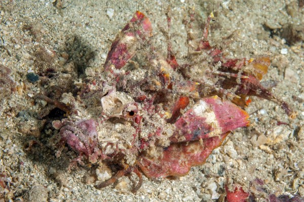 Underwater photo of close-up of devil fish (Inimicus didactylus) camouflaging itself crawling over