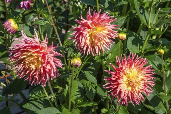 Flowering Dahlias (Dahlia), variety Fringed Star in the Dahlia Farm in Löderup, Ystad municipality,