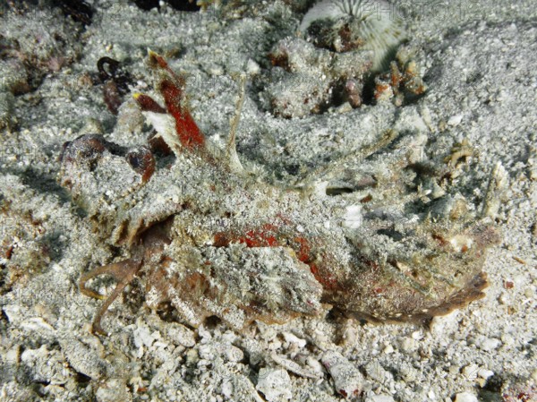 A spiny devil fish (Inimicus didactylus) lies camouflaged between coral fragments and sand on the