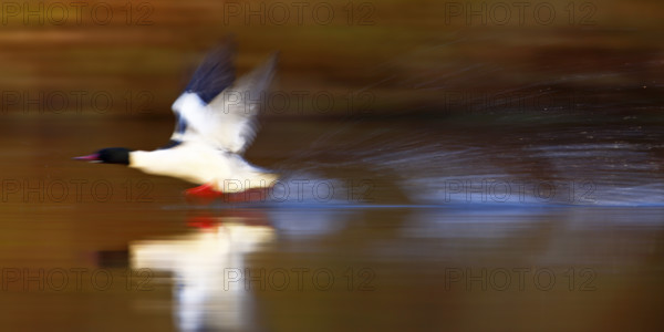 Goosander (Mergus merganser), drake at take-off from the water, tow, wiping effect, Middle Elbe