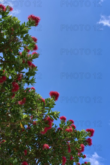 A tree with red flowers against a clear blue sky depicting a sunny summer day, Whiritoa, Wakaito,