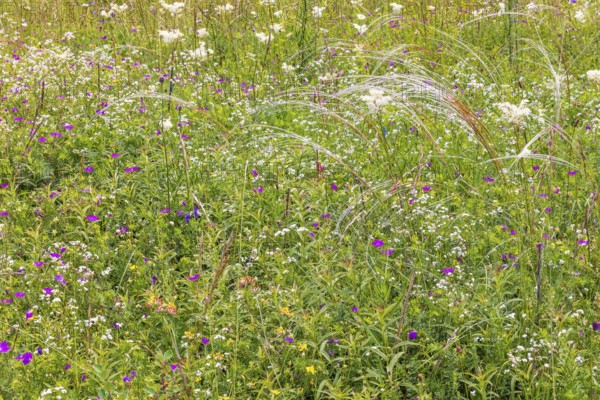 Blooming meadow with wildflowers like bloody crane's-bill (Geranium sanguineum) and feather grass