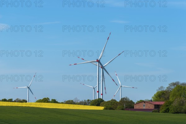 Small wind farm between agricultural areas, rape cultivation, barley, deciduous trees, close to the