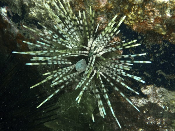 Exotic patterned sea urchin in an interesting colour and with long spines, banded sea urchin