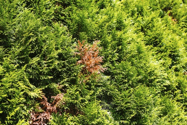 Thujas (Thuja), disease on thuja hedge, brown spots in rich green colour, arborvitae, evergreen