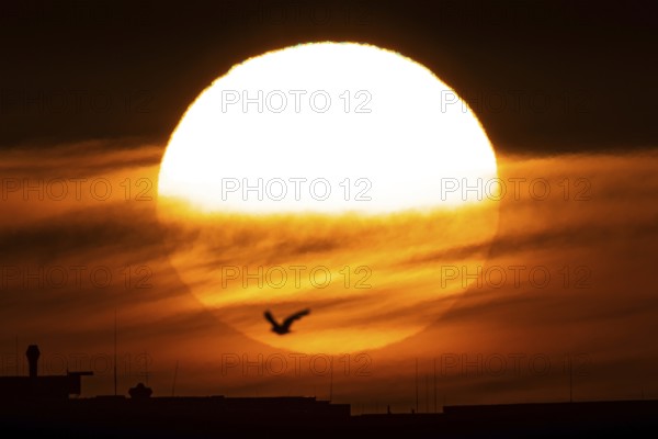 The sun rises in the morning behind the Frankfurt district of Riedberg, Riedberg, Frankfurt am