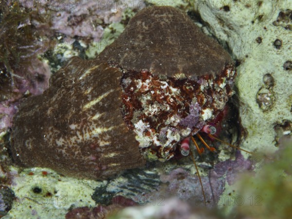 Red Hermit Crab (Dardanus Calidus) hiding in its shell in the Mediterranean Sea near Hyères. Dive