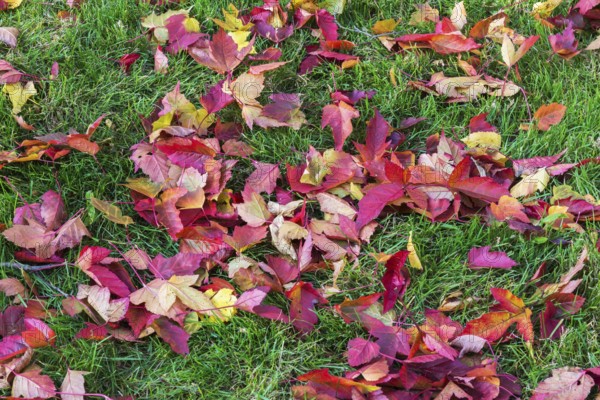 Fallen Acer tataricum 'Bergiana Flame' Amur Maple tree leaves fallen on green grass lawn in autumn,