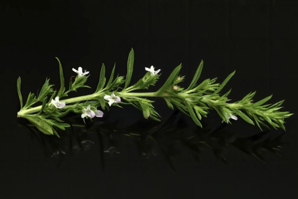 Summer savory (Satureja hortensis), also garden savory, true savory, pepperwort, family of the