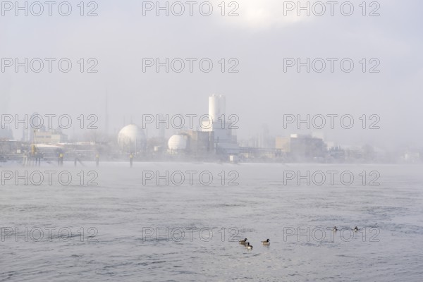 BASF plant site on the banks of the Rhine, chemical company, Canada geese, foggy mood,