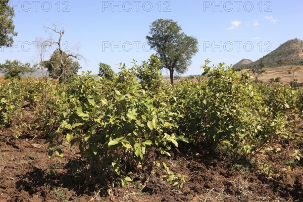 Catha bush, Catha edulis, also known as Abyssinian tea, family of spindle trees, Celastraceae,