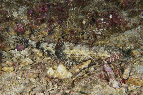A camouflaged fish, gracile lizardfish (Saurida gracilis), lies almost invisible on a rocky seabed,
