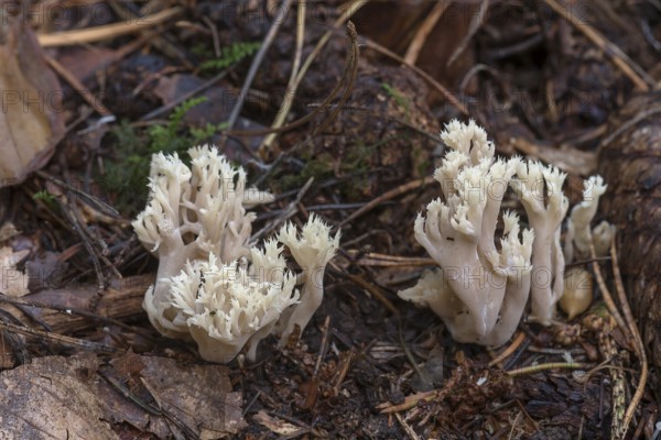 Comb-shaped club fungus (Clavulina coralloides) in mixed forest, Franconia, Bavaria, Germany