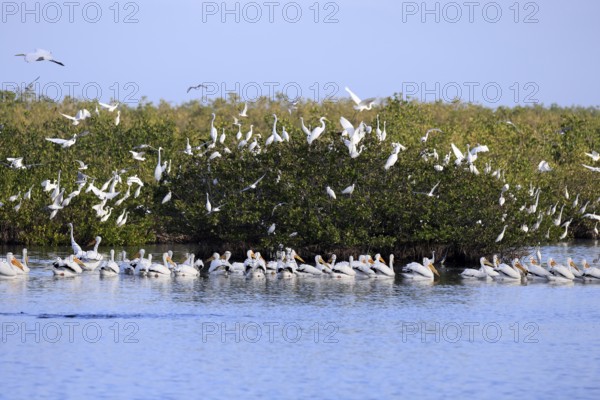 Rhinoceros Pelican (Pelecanus erythrorhynchos), adult, group, in water, fishing, wintering,