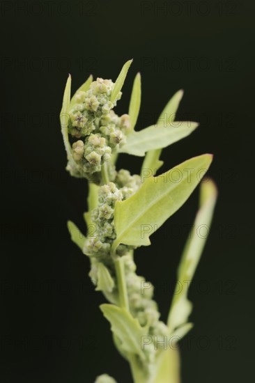 Red goosefoot or red goosefoot (Oxybasis rubra, Chenopodium rubrum), North Rhine-Westphalia,