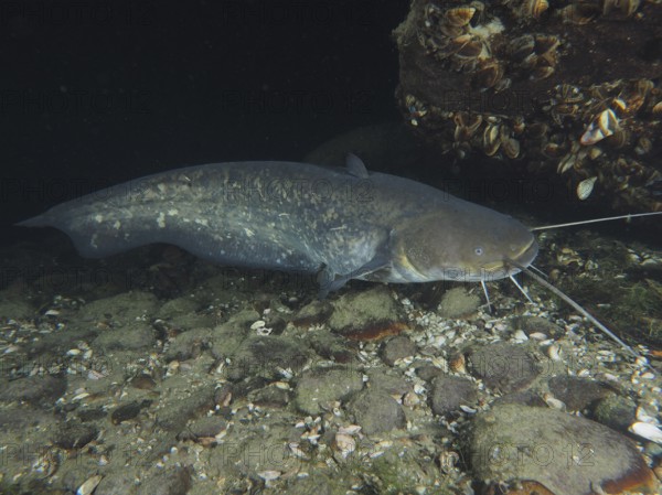 A catfish (Silurus glanis), Waller, swimming along stony bottoms with mussels in the water, dive