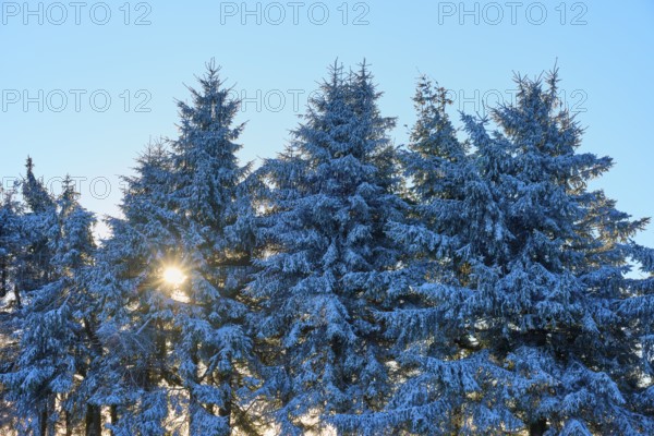 Snow-covered spruce trees with sunbeams through the branches in the cold forest, winter,