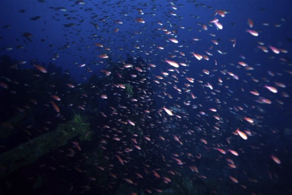 A shoal of Mediterranean flagfish (Anthias anthias) swimming in a deep blue sea, dive site Wreck le