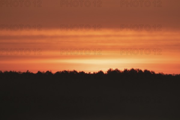 Sunrise over the forest. Pobierowo, Poland