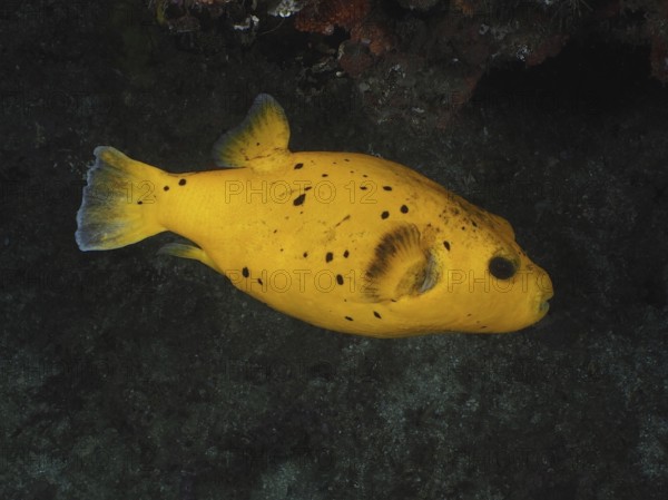 Guineafowl puffer (Arothron meleagris), yellow variant, Sodwana Bay National Park dive site,