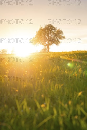 A single tree stands out against the light of the setting sun in a meadow, Gechingen, district of