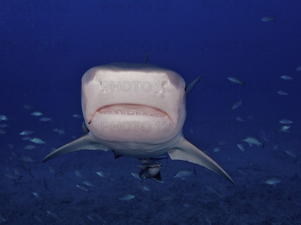 Close-up of tiger shark (Galeocerdo cuvier) in the blue ocean, its teeth are visible, dive site