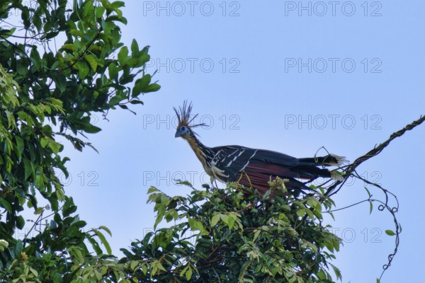 Hoatzin or Andean Coot (Opisthocomus hoazin) perched on a branch in the tropical forest, Alta