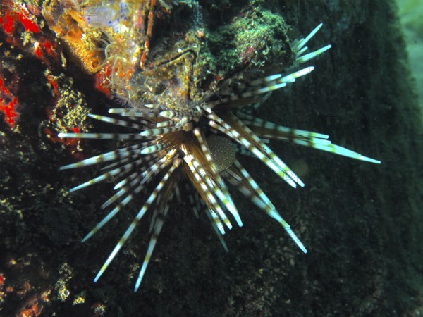 Colourful patterned sea urchin with long, pointed spines, banded sea urchin (Echinothrix