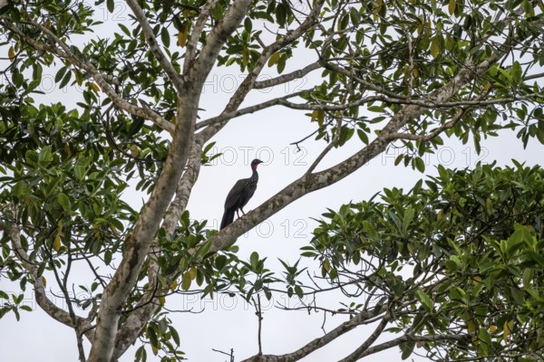 Crested guan (Penelope purpurascens) sitting in a tree against a white sky, tropical rainforest,