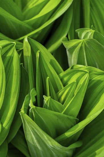 A detailed close-up of white hellebore, Veratrum album, leaves, displaying their vibrant green