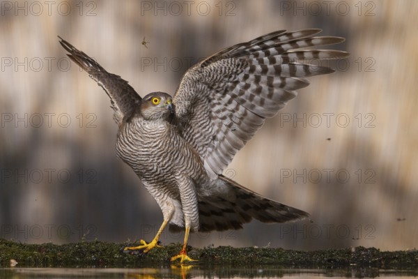 Eurasian Sparrowhawk (Accipiter nisus) at a waterhole, Subotica, Serbia