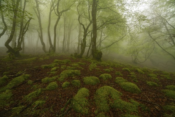 A mystical forest scene shrouded in mist, featuring a lush, moss covered forest floor in the