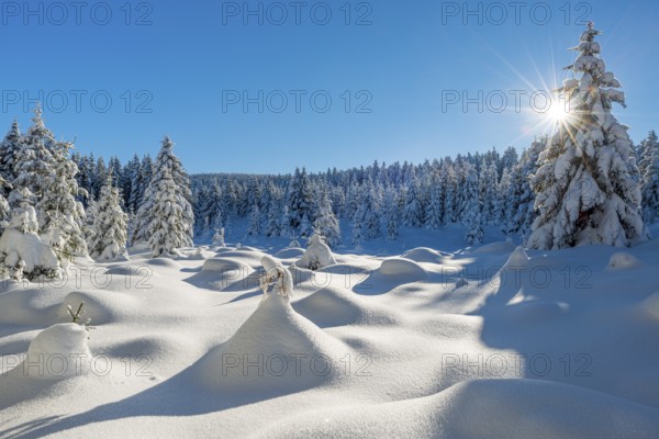 Untouched winter landscape with deep snow-covered forest in the Harz National Park, the sun shining