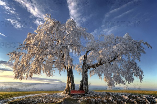Germany, Upper Franconia, Presseck, cold perennial, a pair of beech trees, beech, two beech trees,